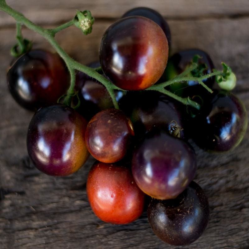 Indigo Rose Tomato (Organic 90 Days) - Vegetables