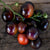 Indigo Rose Tomato (Organic 90 Days) - Vegetables