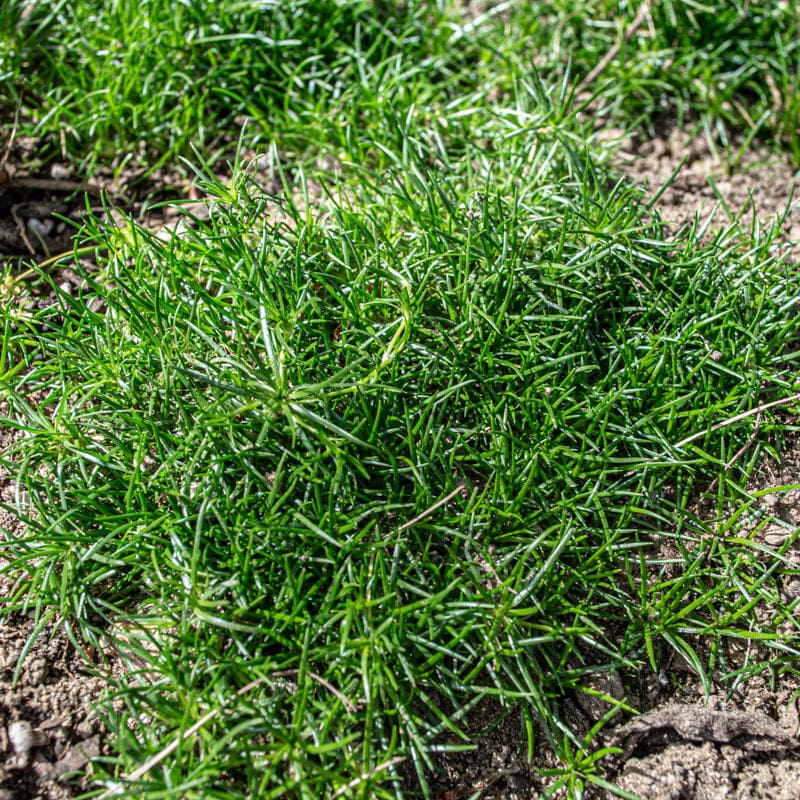 planting irish moss seeds Irish Moss