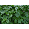 Italian Large Leaf Basil - Herbs