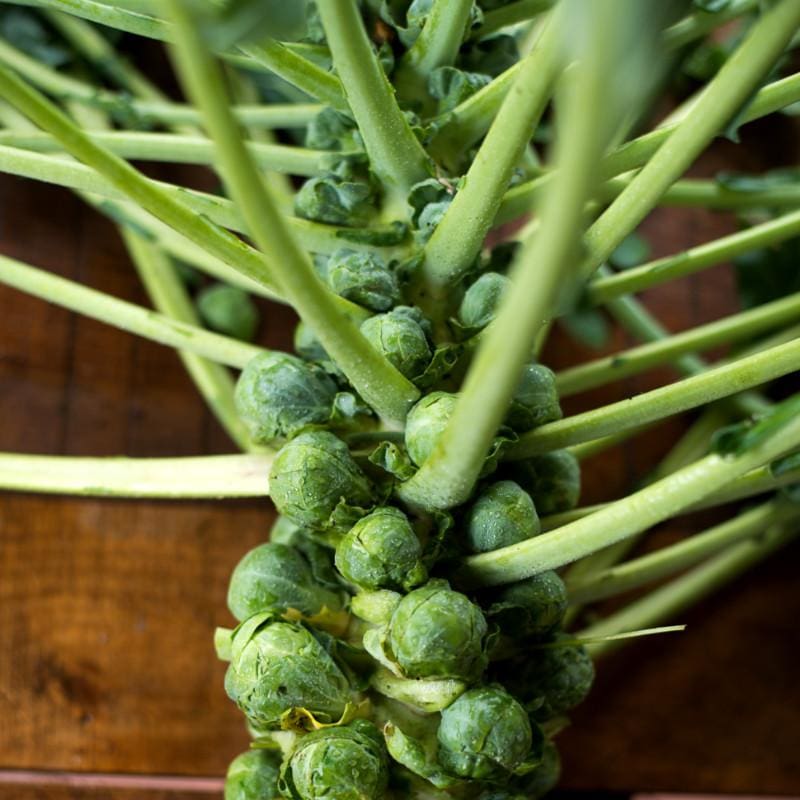 Jade Cross Brussels Sprouts (F1 Hybrid 107 Days) - Vegetables