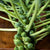 Jade Cross Brussels Sprouts (F1 Hybrid 107 Days) - Vegetables
