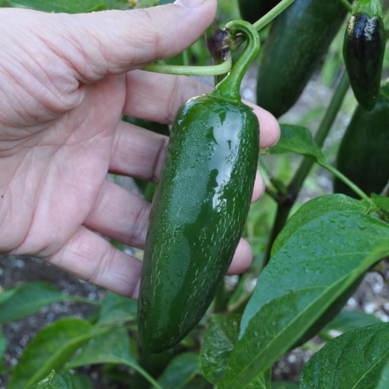 jalapeno plant fertilizer Jalafuego Pepper (F1 Hybrid 70 Days) – Pinetree Garden Seeds