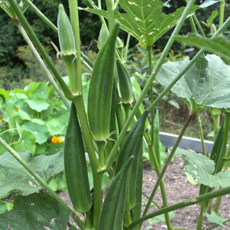 okra plants in pots JAMBALAYA OKRA ( F1 Hybrid) 55 days – Pinetree Garden Seeds