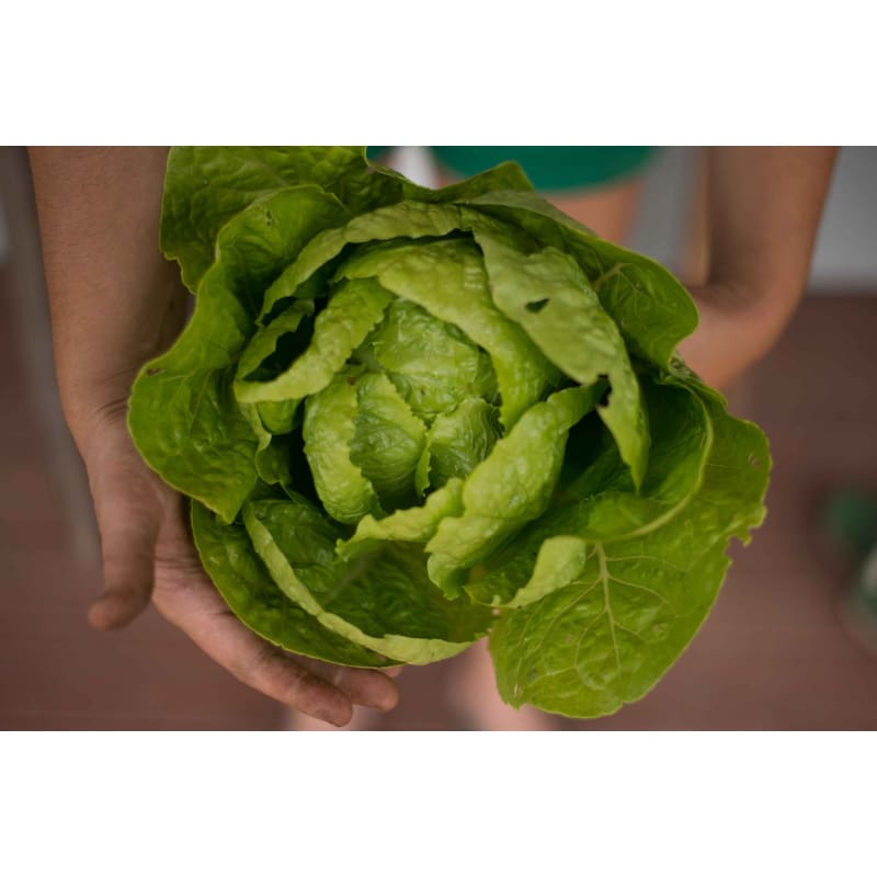Jericho Lettuce (60 Days) - Vegetables