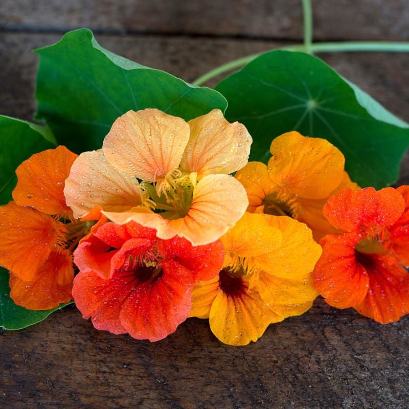 nasturtium flower seeds for sale Nasturtium Seeds, Jewel Mix