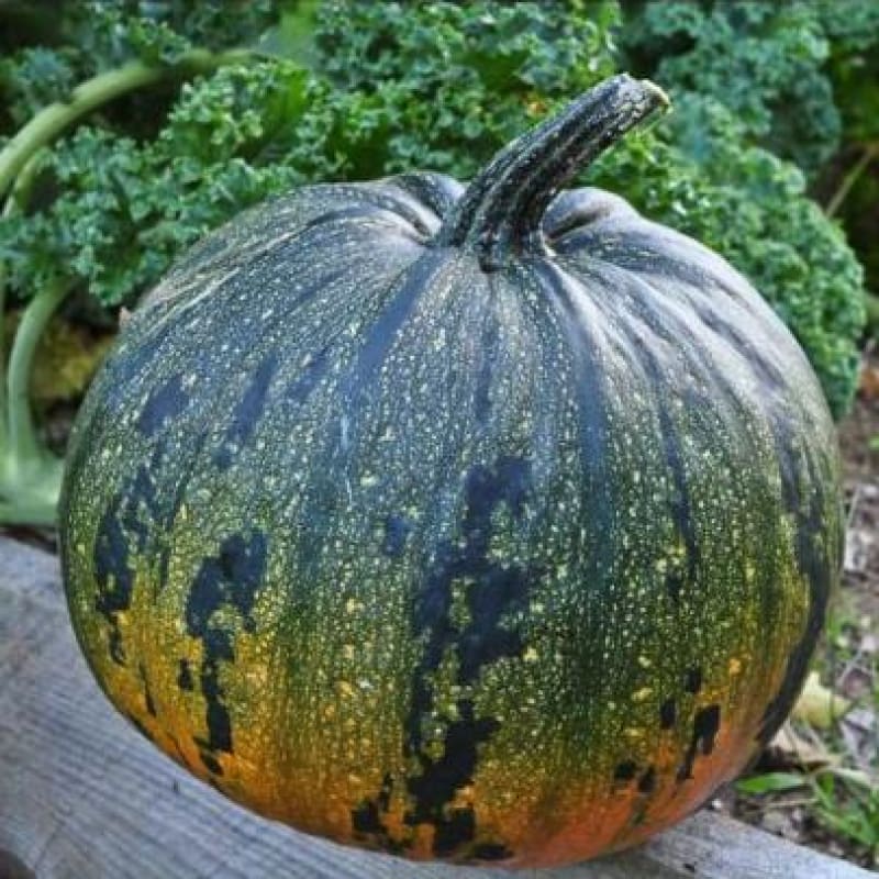 Kakai Hulless Pumpkin (Organic 100 Days) - Vegetables