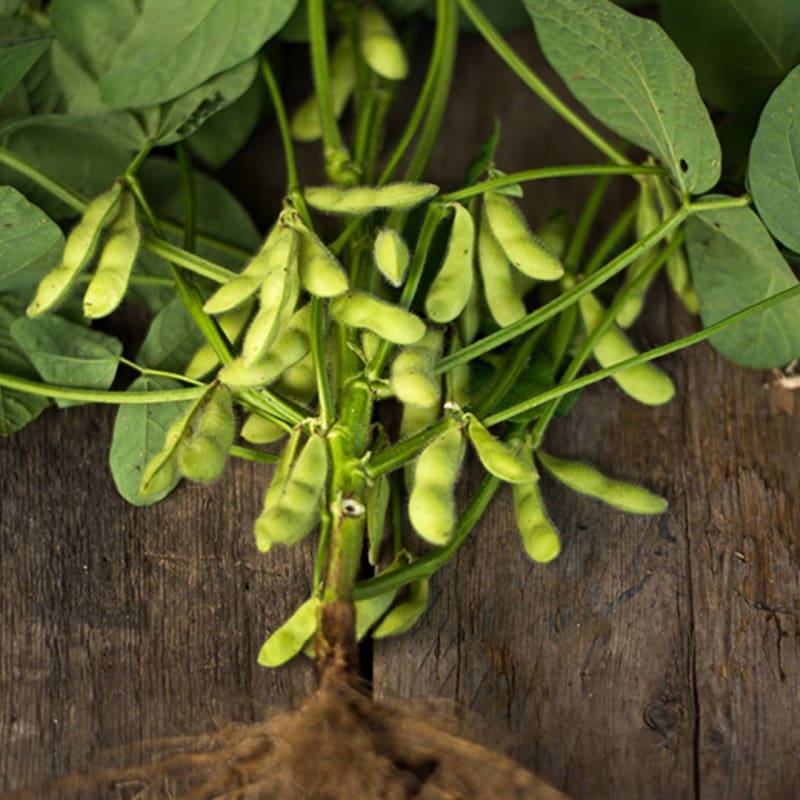 soybean plant seeds Karikachi Soybean (85 Days)