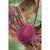 Kolibri Kohlrabi (F1 Hybrid 43 Days) - Vegetables