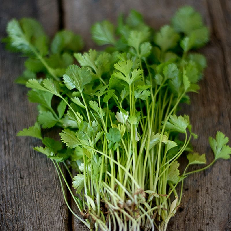 cilantro plant seeds Large Leaf Cilantro