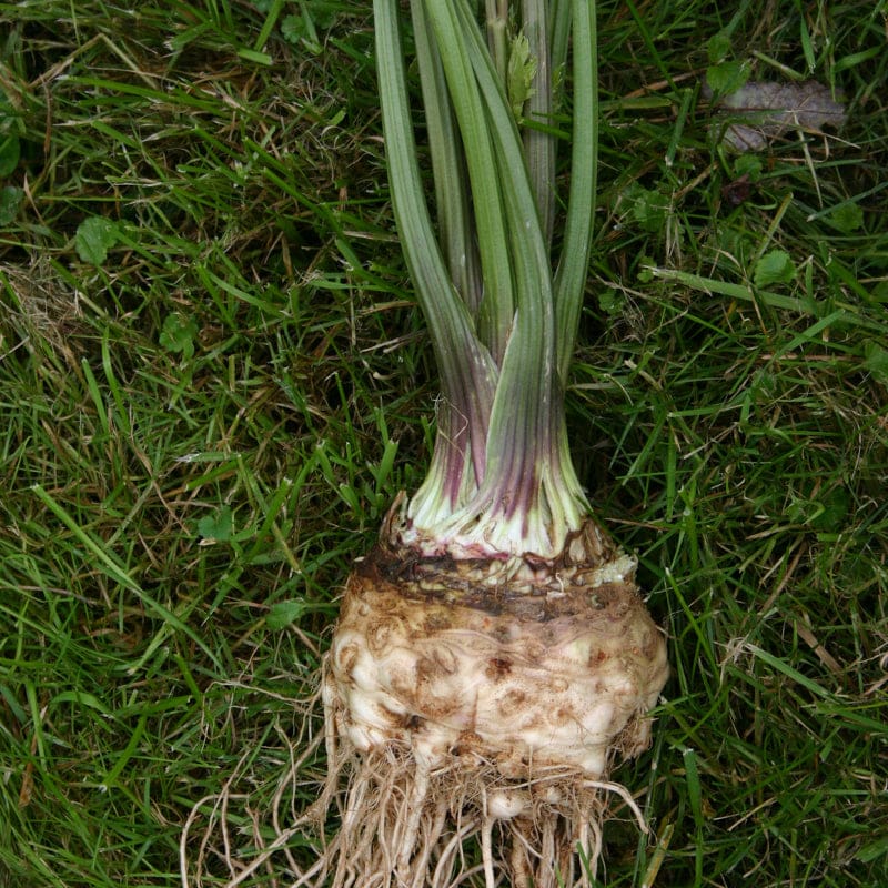 planting celeriac seeds LARGE PRAGUE CELERIAC (112 Days HEIRLOOM)