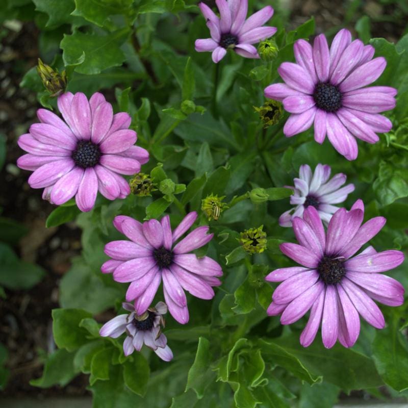 purple lavender daisy flower Lavender Shades African Daisy