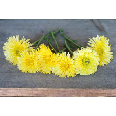 Calendula - Lemon Cream - Flowers