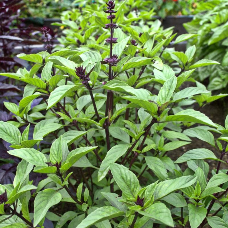 licorice seeds plant Licorice Basil – Pinetree Garden Seeds