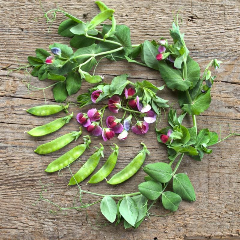 snow pea seeds for planting Little SnowPea Purple (50-54 Days)