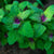 Magentaspreen-Lambsquarters Greens (Organic 30 Days) - Vegetables