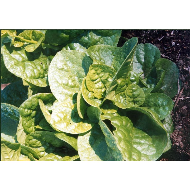 Malabar Spinach (110 Days) - Vegetables