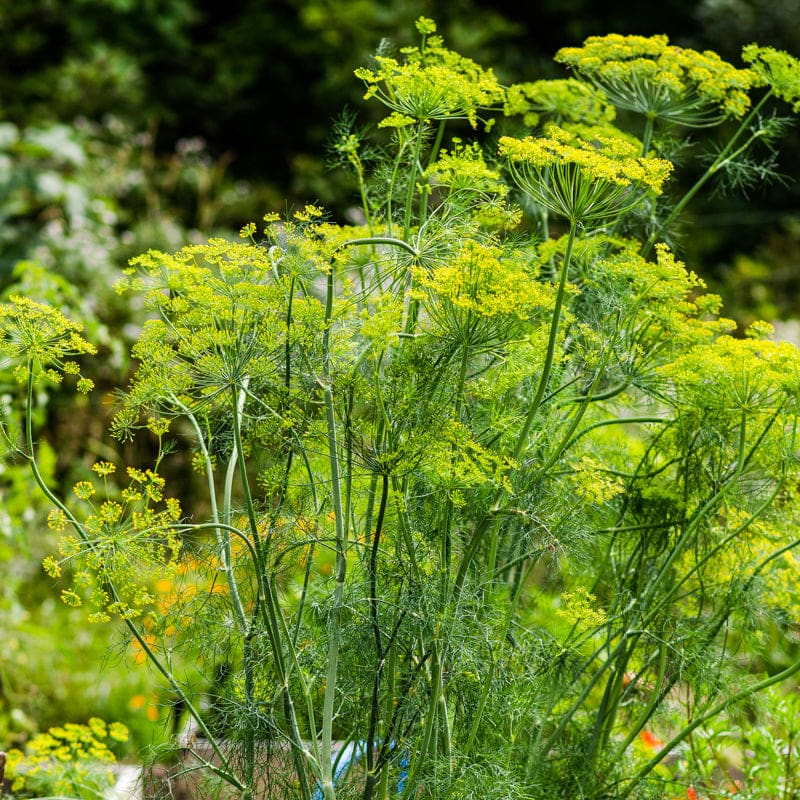 dill seed planting depth Mammoth Dill
