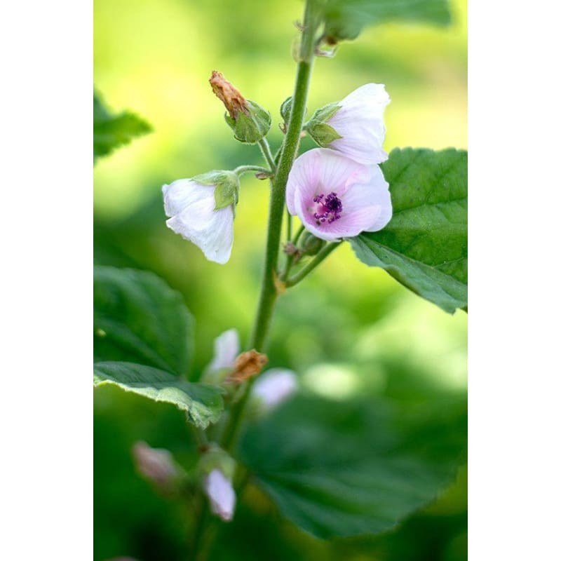 marshmallow plant seeds Marshmallow