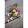 Nicotiana - Marshmallow - Flowers