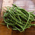 Maxibel Bush Bean (59 Days) - Vegetables