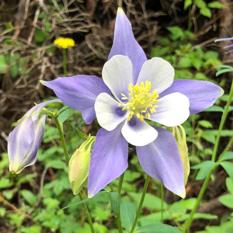 aquilegia flower seeds Mckana Giants Aquilegia