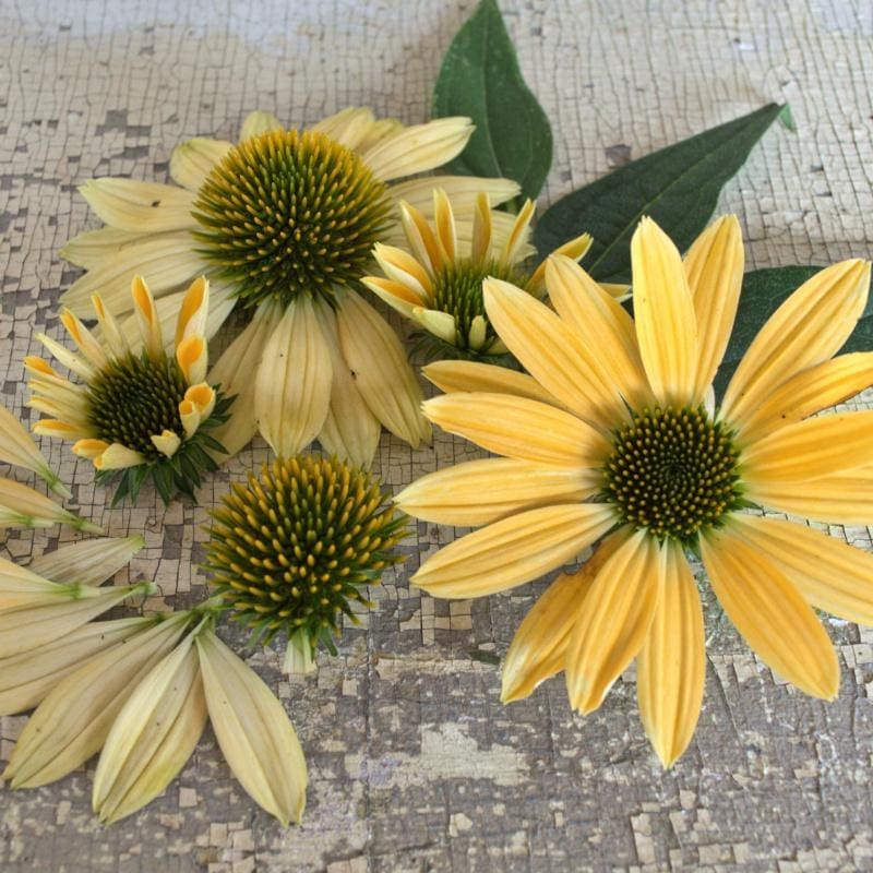 yellow echinacea seeds Mellow Yellow Echinacea