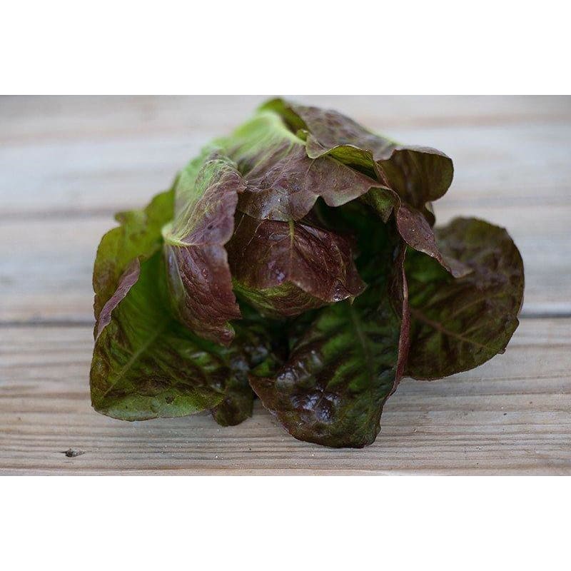 Merveille De Quatre Saisons Lettuce (Heirloom, 49 Days)