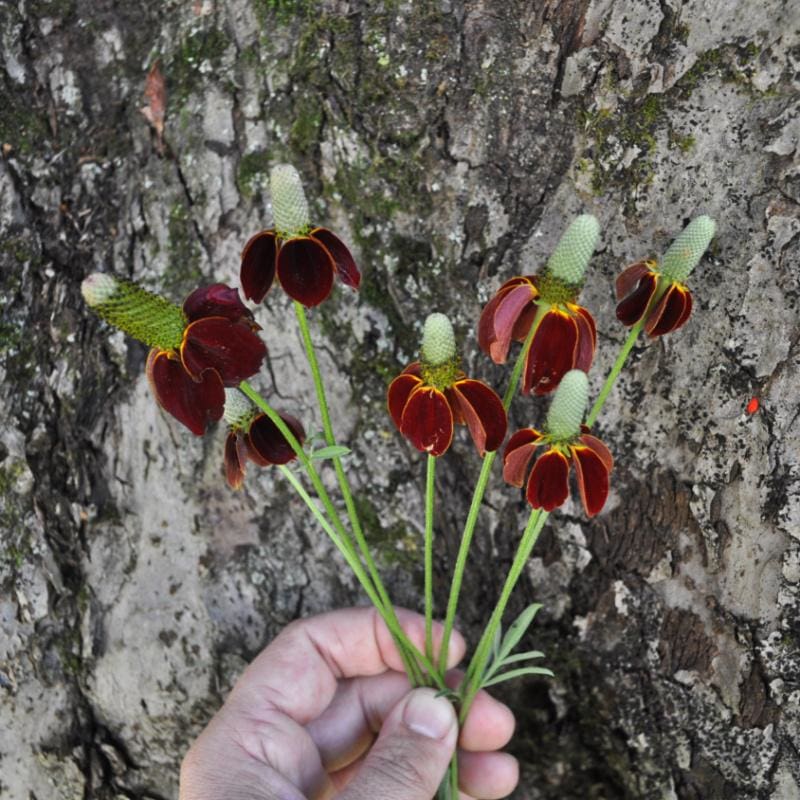 plant seeds hat Mexican Hat Coneflower