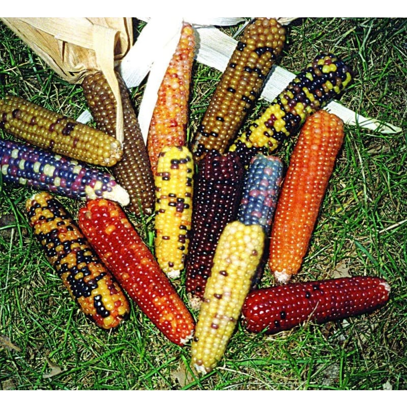 Mini Colored Popcorn (100 Days) - Vegetables