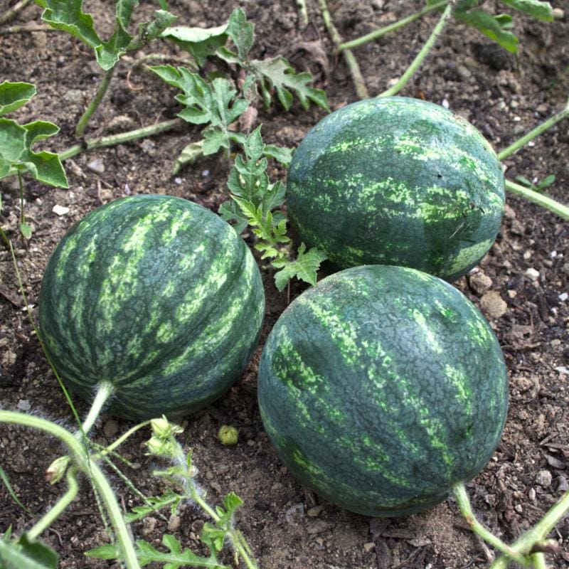 Mini Love Watermelon (F1 Hybrid 70 Days)