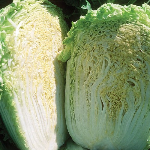 Minuet Chinese Cabbage (F1 Hybrid 48 Days)
