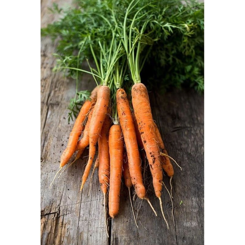 Mokum Carrot (F1 Hybrid 54 Days) - Vegetables