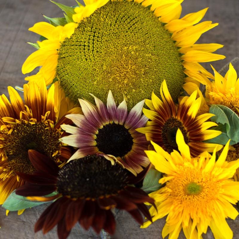monet garden seeds Monet's Pallet Mix Sunflower