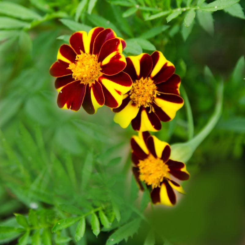 marigold seeds home depot MARIGOLD