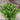 Mrihani Basil Organic - Herbs