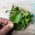 Mrihani Basil Organic - Herbs