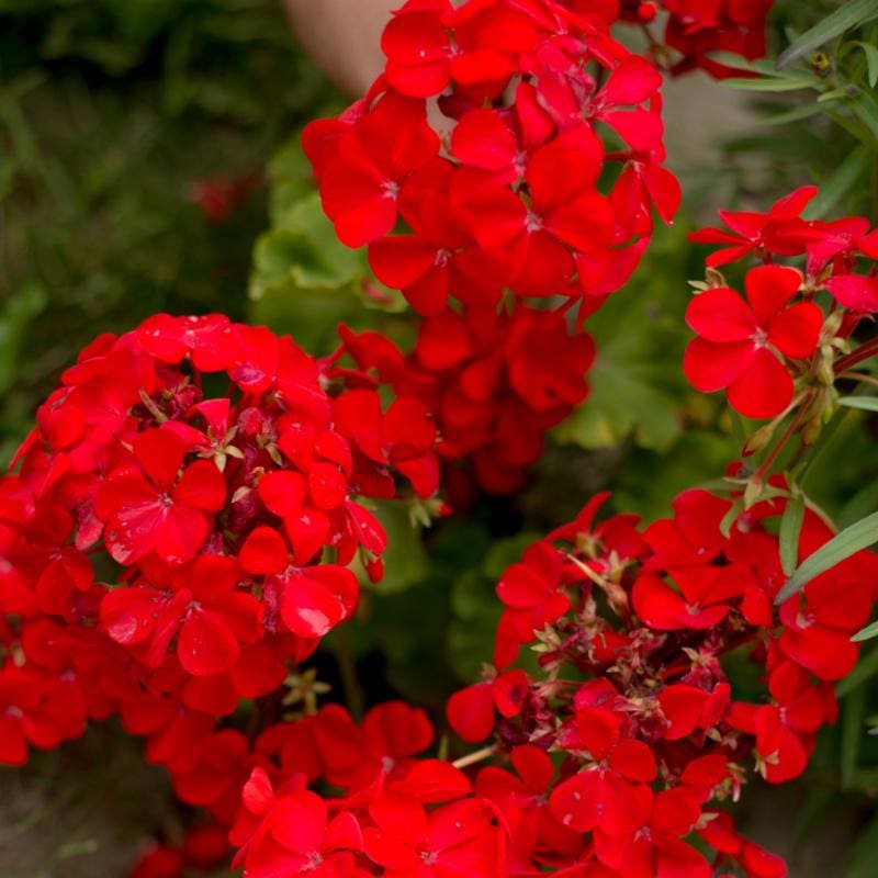 red geranium seeds Multibloom Red Geranium