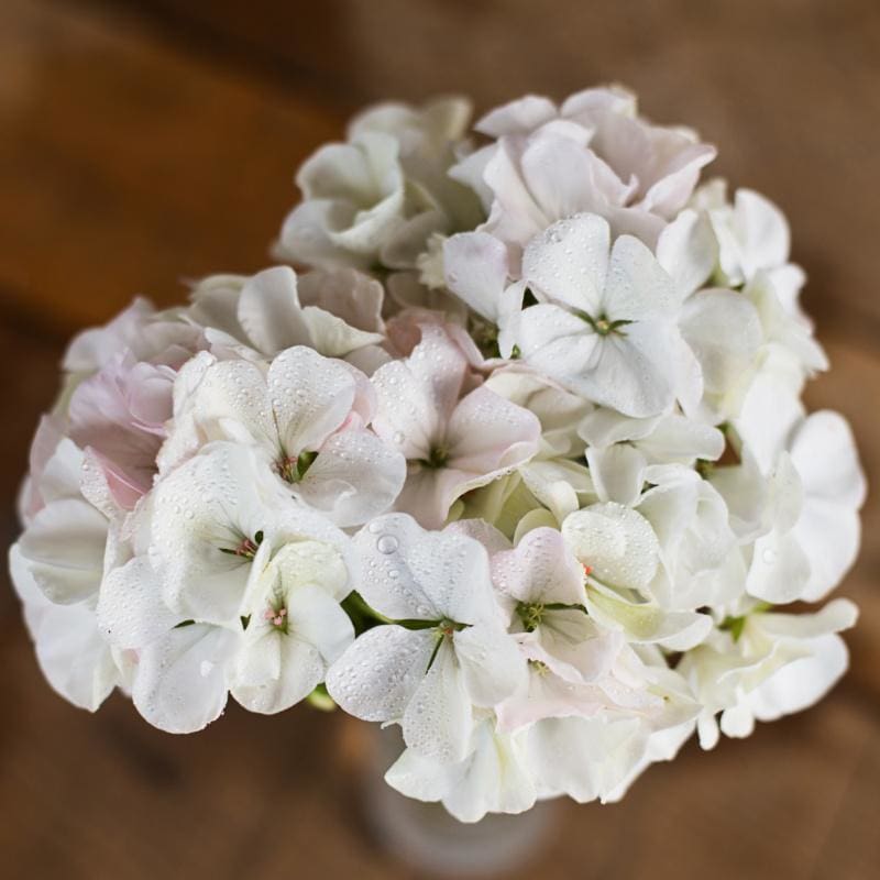 white geranium seeds Multibloom White Geranium