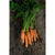 Nantes Carrot (Heirloom 72 Days) - Vegetables