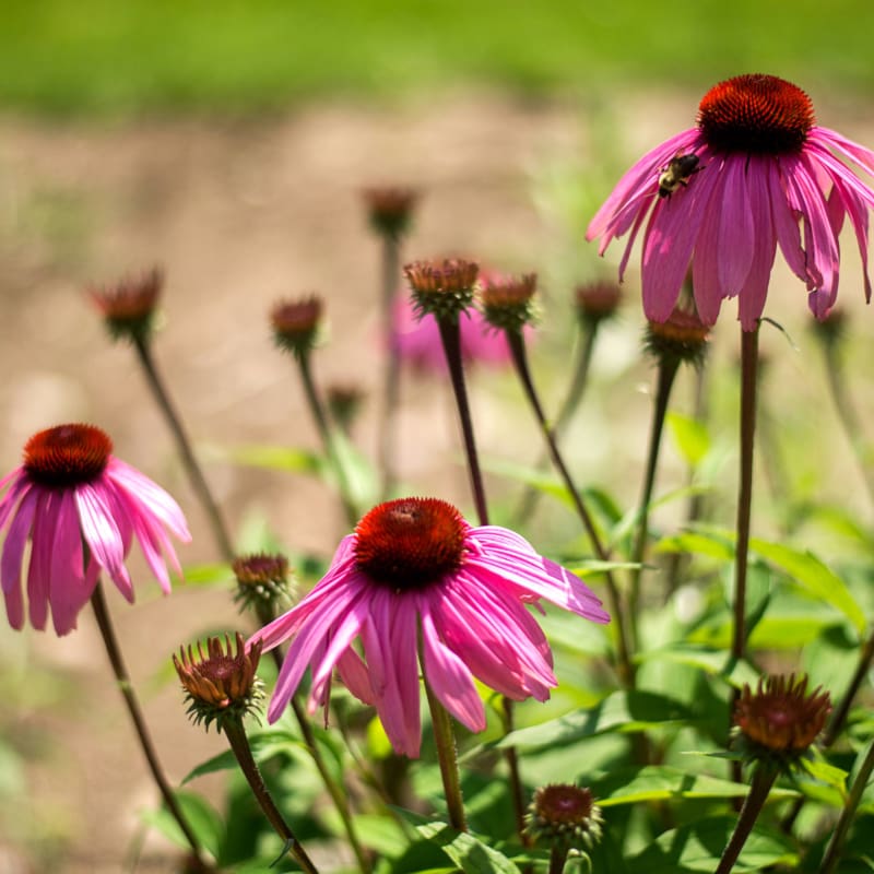echinacea seed planting depth Echinacea angustifolia
