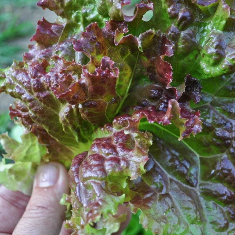 New Red Fire Lettuce (45 Days)