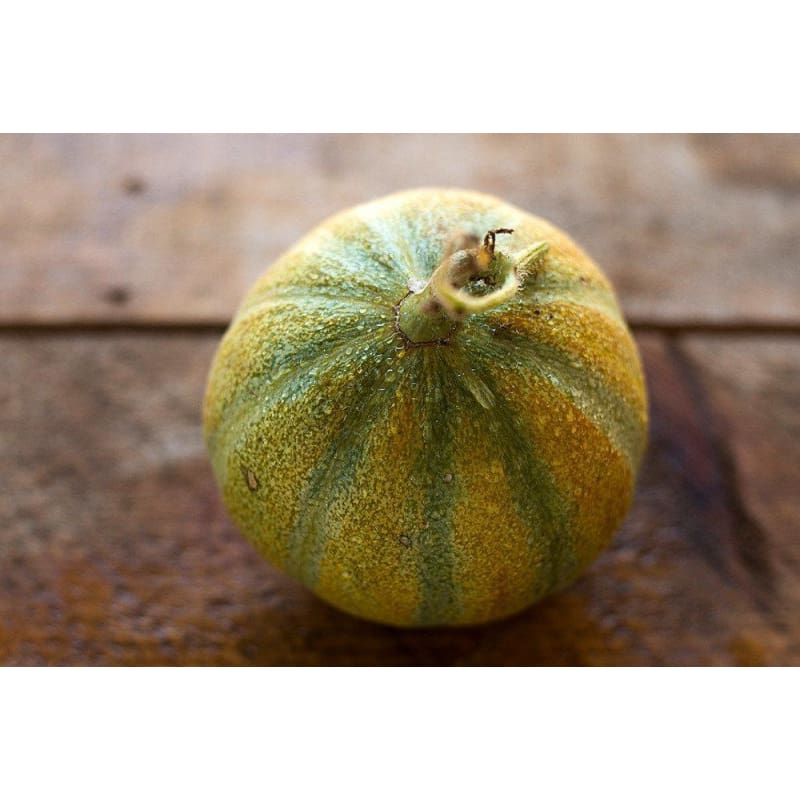 Ogen Melon (85 Days) - Vegetables