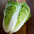 Optiko Chinese Cabbage (F1 Hybrid 75 Days) - Vegetables