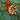 Orchid Flame Nasturtium - Flowers