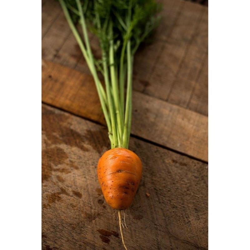 Oxheart Carrot (90 Days) - Vegetables