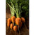 Oxheart Carrot (90 Days) - Vegetables