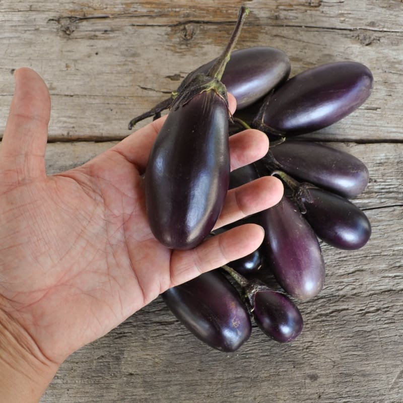 Patio Baby Eggplant (F1 Hybrid 45 Days) - Vegetables