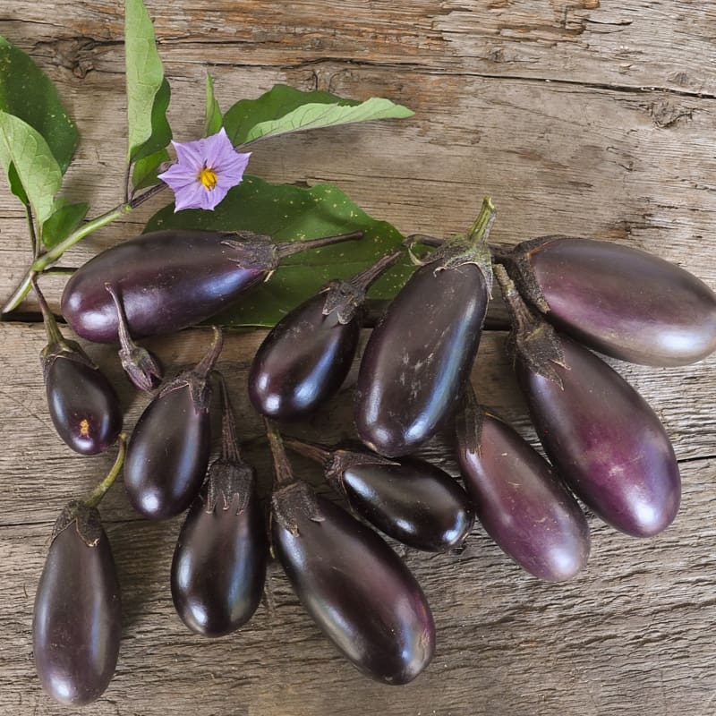 Patio Baby Eggplant (F1 Hybrid 45 Days) - Vegetables