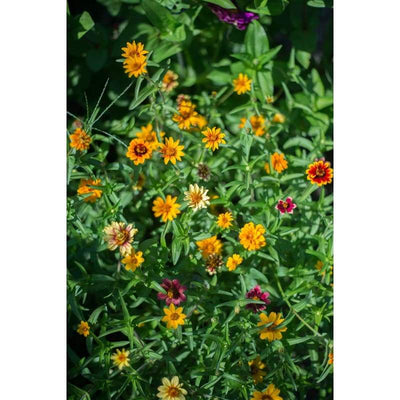 Zinnia - Persian Carpet - Flowers